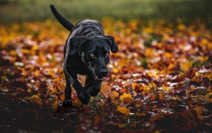 Franzi besteht die BLP